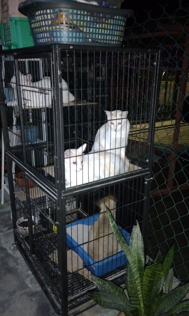 SANGKAR KUCING, Pet Supplies, Pet Accessories on Carousell