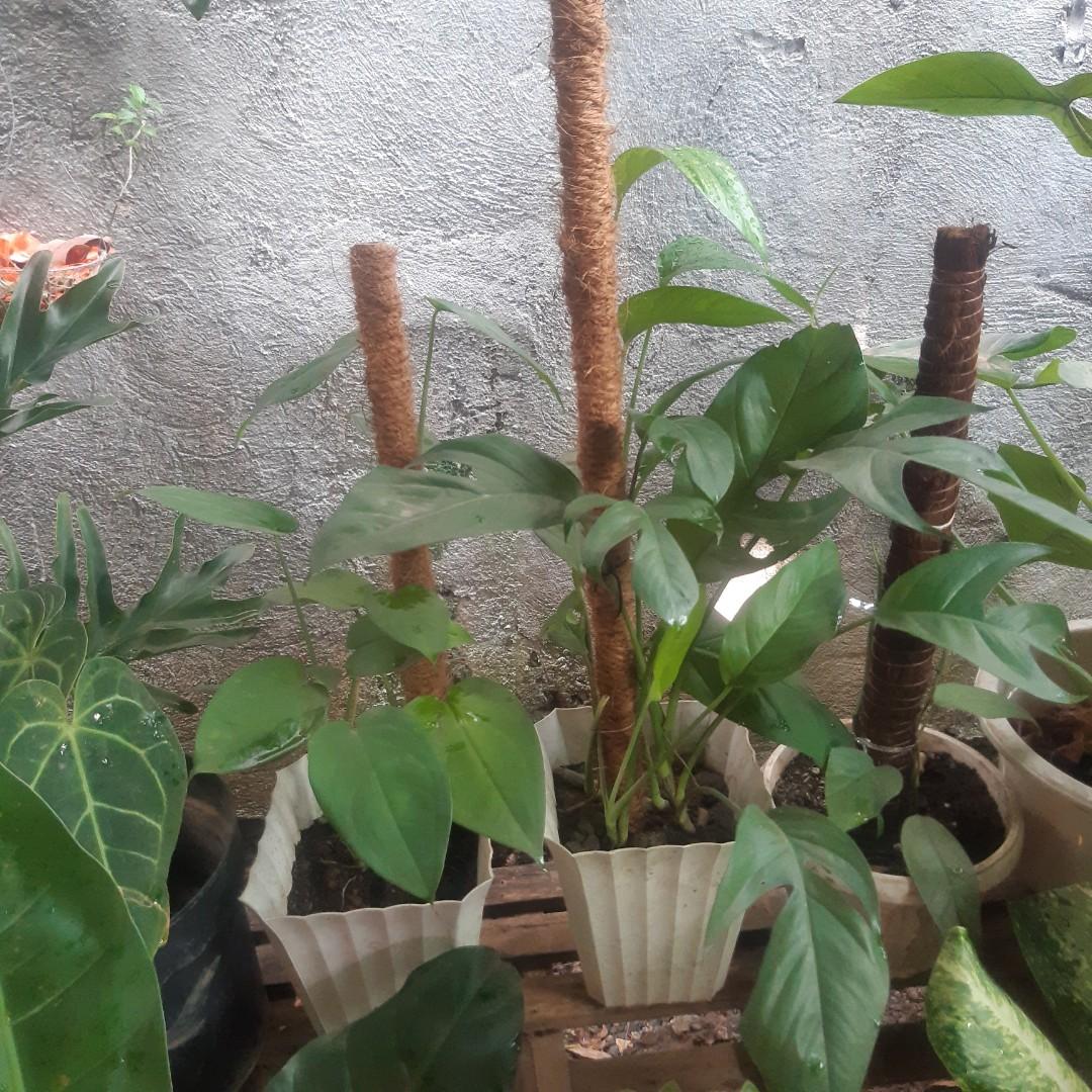Trailing Plants in pole (Category: Plants & Seeds) located in Antipolo. Submitted by blueshopvintage (Listing ID 1126613377, Image 1). Description: acutatum 200 dragons tail 350 heartleaf philo 350 green emerald 350 chiapense 400 cebu blue 400 magnificum 1,100 seloum 450.