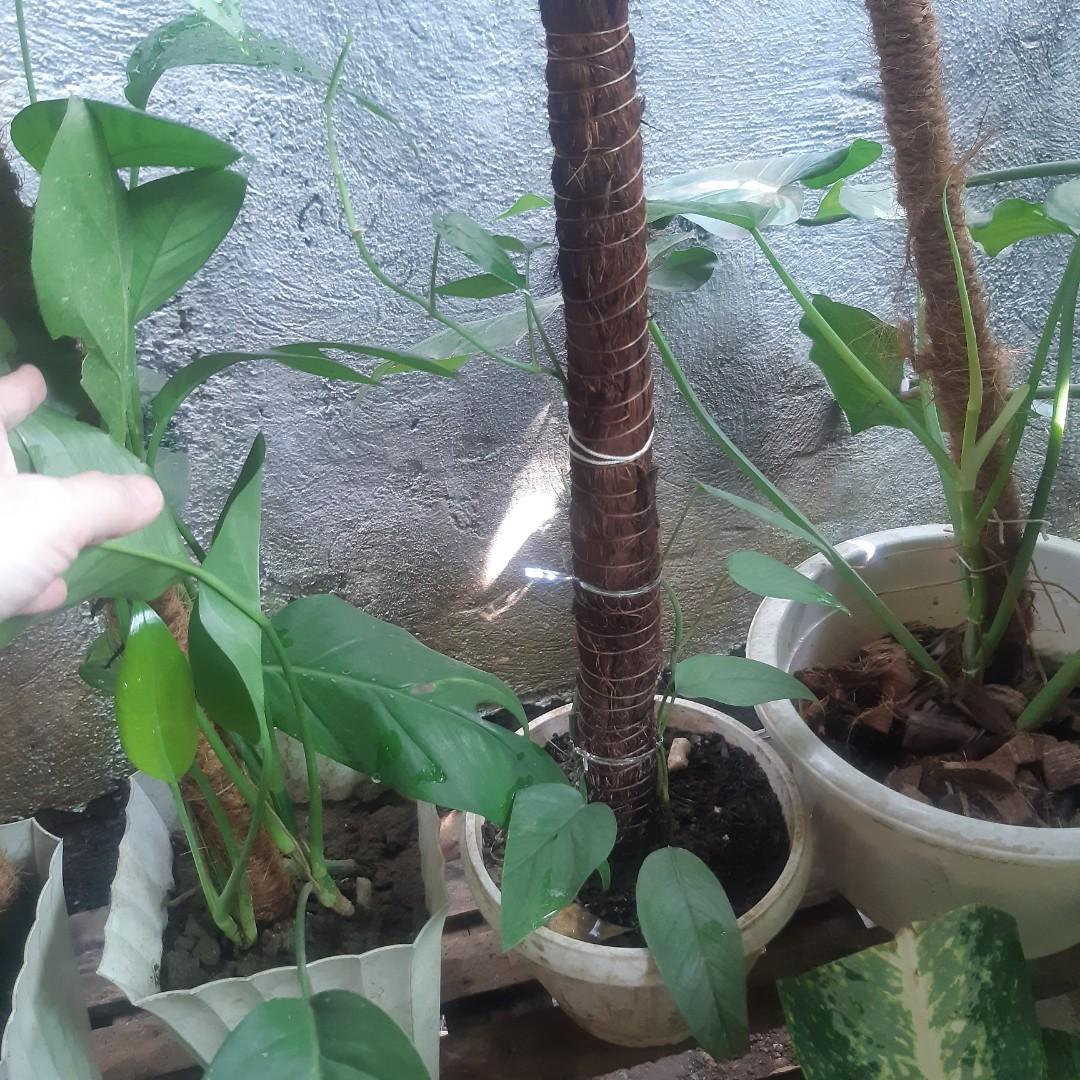 Trailing Plants in pole (Category: Plants & Seeds) located in Antipolo. Submitted by blueshopvintage (Listing ID 1126613377, Image 2). Description: acutatum 200 dragons tail 350 heartleaf philo 350 green emerald 350 chiapense 400 cebu blue 400 magnificum 1,100 seloum 450.
