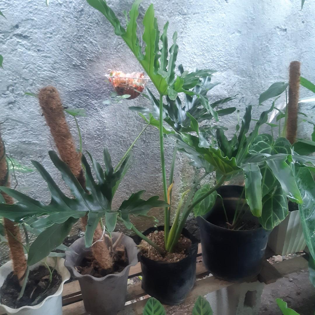 Trailing Plants in pole (Category: Plants & Seeds) located in Antipolo. Submitted by blueshopvintage (Listing ID 1126613377, Image 3). Description: acutatum 200 dragons tail 350 heartleaf philo 350 green emerald 350 chiapense 400 cebu blue 400 magnificum 1,100 seloum 450.