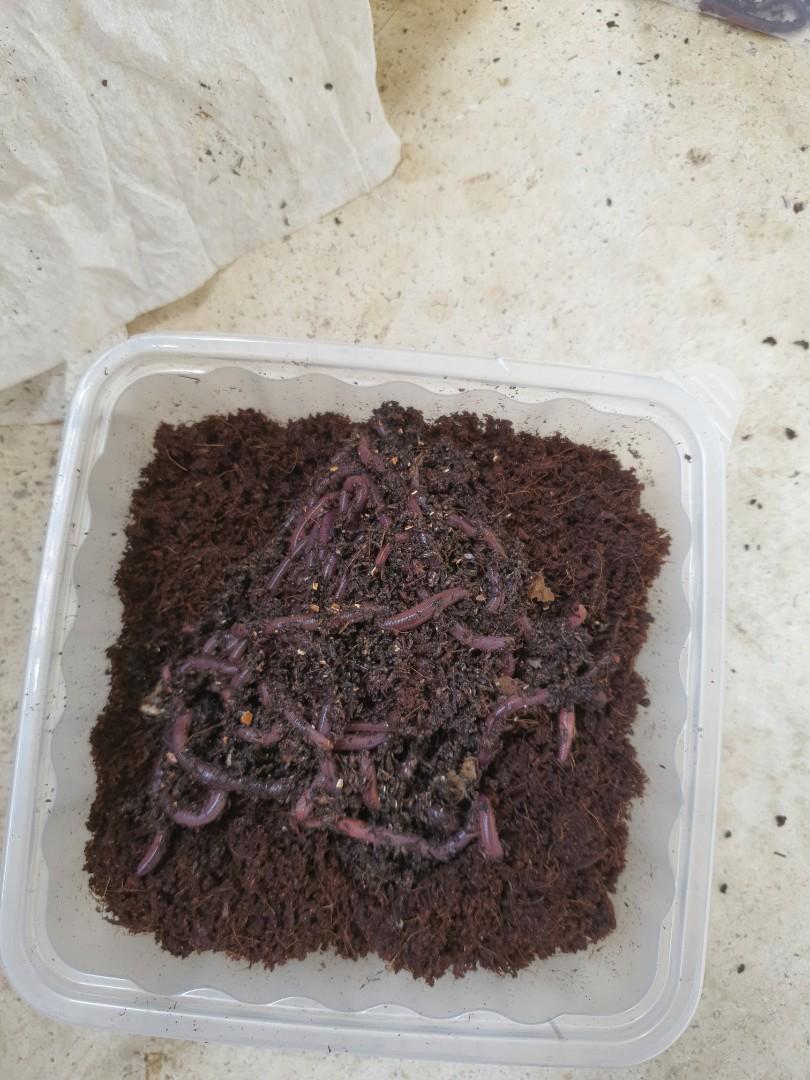 1.2L/2L/6L poop, Furniture & Home Living