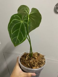 (Category: ) located in . Submitted by mickeyonplants (Listing ID 1123244340, Image 1). Description: .