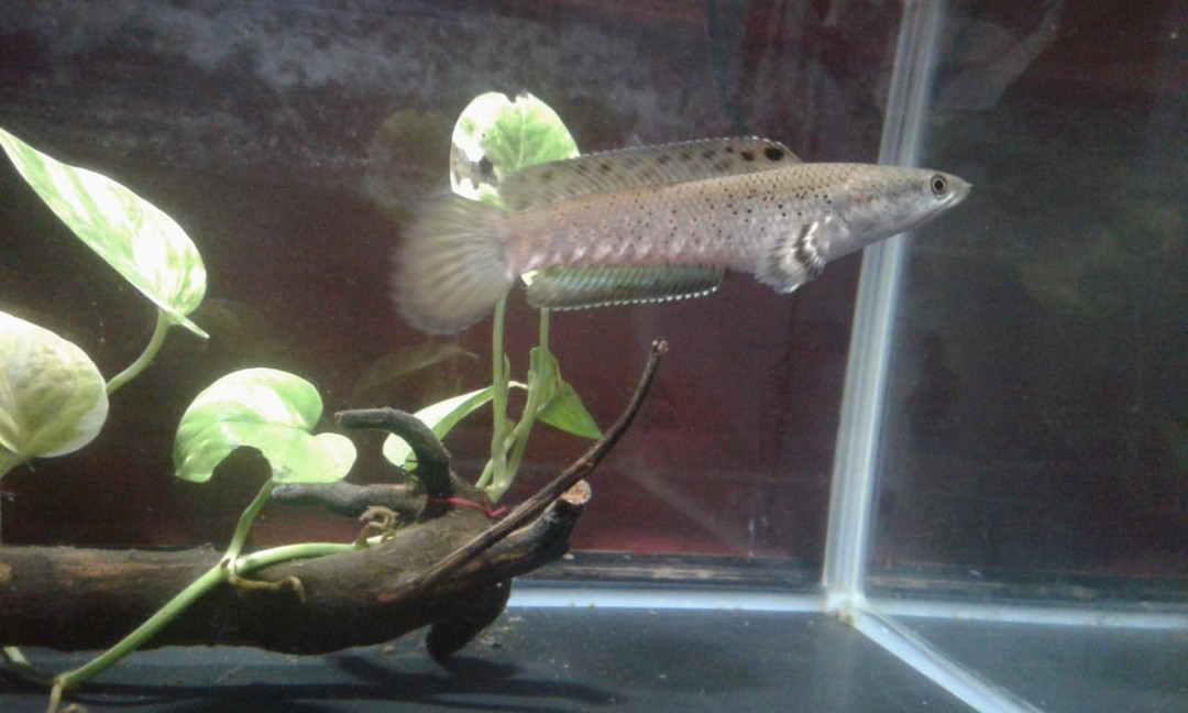 67+ Dekorasi Aquarium Channa Terbaik