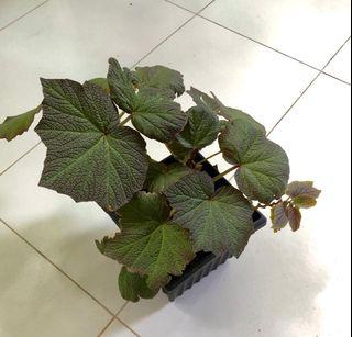 Begonia Big Boomer
