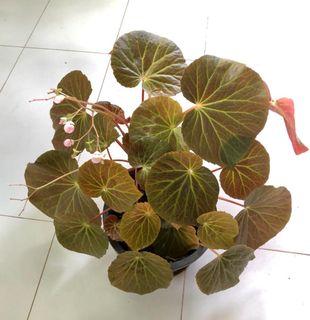 Begonia U514 pot #1