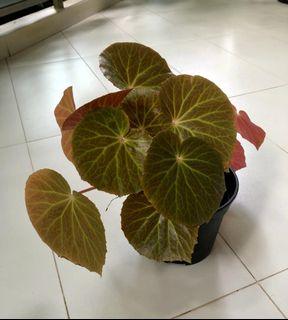 Begonia U514 pot #2