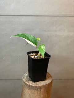 （分類：）位於 。 由 lostinaroid 提交（商品編號 1123314909，圖片 1）。簡介： 。