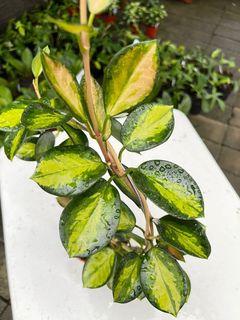 Hoya Australia ‘Lisa’ variegated
