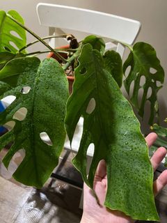 (Category: ) located in . Submitted by plantoadornlato (Listing ID 1118092227, Image 1). Description: .