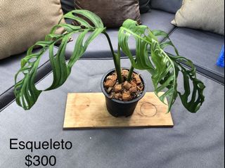 (Category: ) located in . Submitted by oliveseden (Listing ID 1122068294, Image 1). Description: .