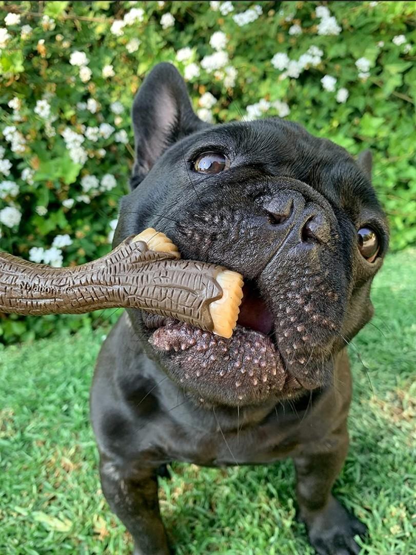 Nylabone real wood stick clearance