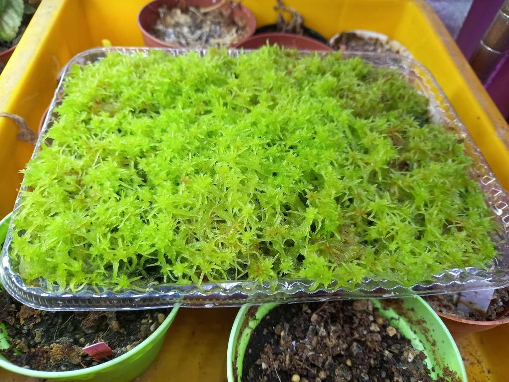 Reasons To Grow Sphagnum Moss How To Grow It