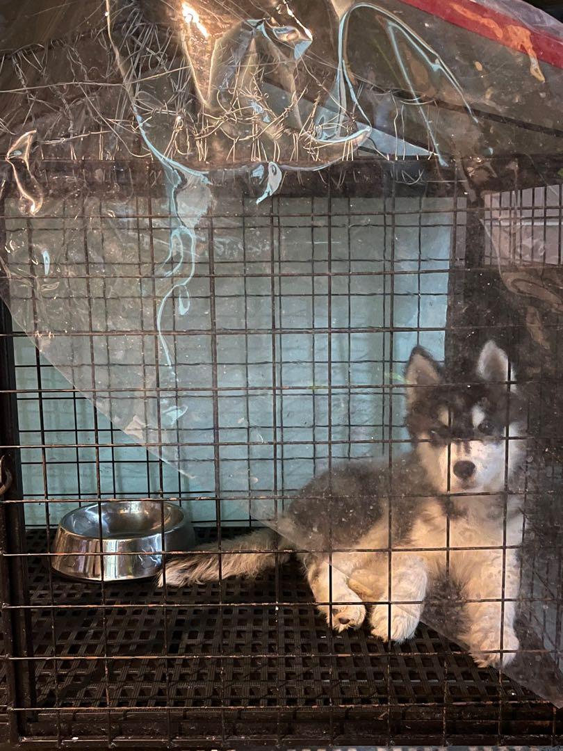 Siberian husky wooly price new arrivals