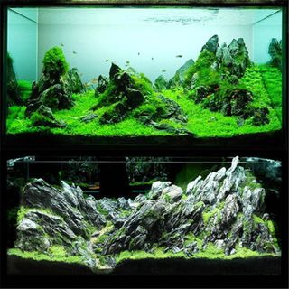 (Category: ) located in . Submitted by superaquarium (Listing ID 1047529202, Image 1). Description: .