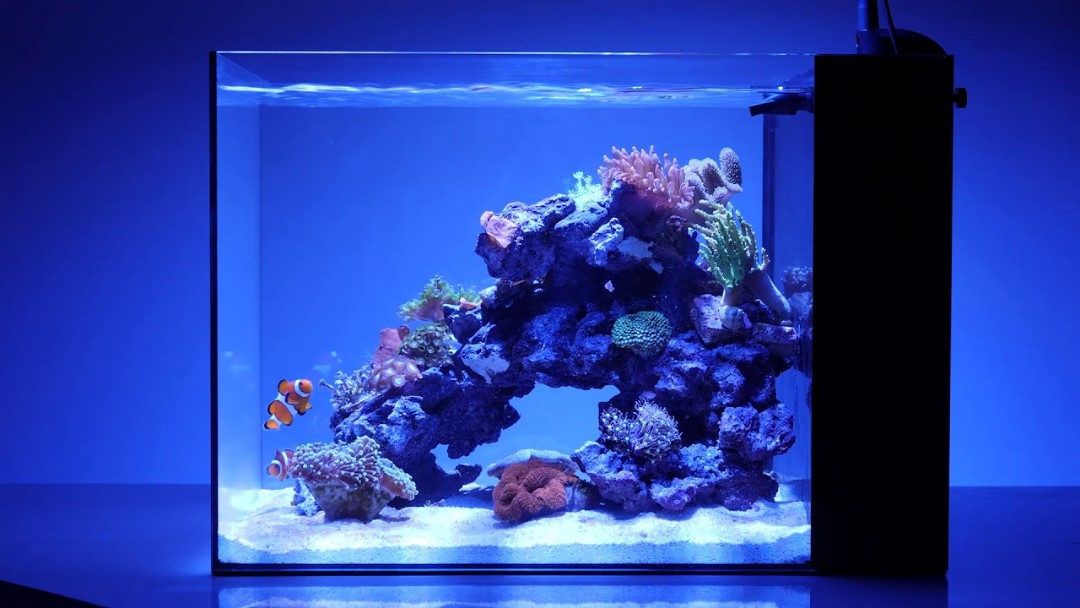 waterbox peninsula mini 15 setup