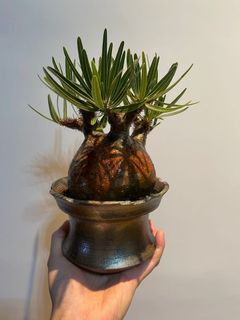 （分類：）位於 。 由 isaacckw 提交（商品編號 1126912128，圖片 1）。簡介： 。