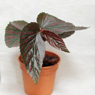 Begonia Maculata Furniture Home Living Gardening Plants Seeds On Carousell