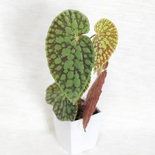 Begonia Maculata Furniture Home Living Gardening Plants Seeds On Carousell