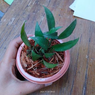 (Category: ) located in . Submitted by normats (Listing ID 1126716957, Image 1). Description: .