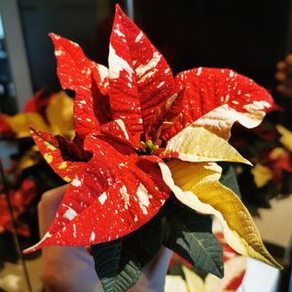 (Category: ) located in . Submitted by colorfulrosette (Listing ID 1126796060, Image 1). Description: .