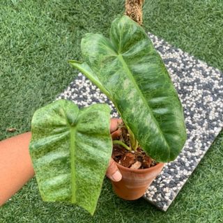 (Category: ) located in . Submitted by sprouts.and.soils (Listing ID 1126915482, Image 1). Description: .