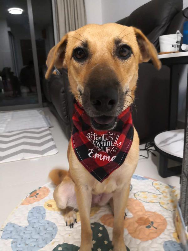 elf bandana for dog