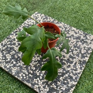 (Category: ) located in . Submitted by sprouts.and.soils (Listing ID 1126915509, Image 1). Description: .