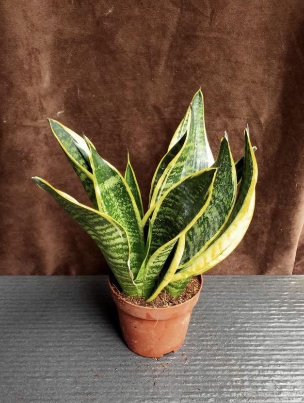 Plant Sansevieria Trifasciata Futura Superba Furniture Home Living Gardening Plants Seeds On Carousell