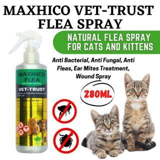 500 Affordable Kitten For Sale Pet Supplies Carousell Malaysia