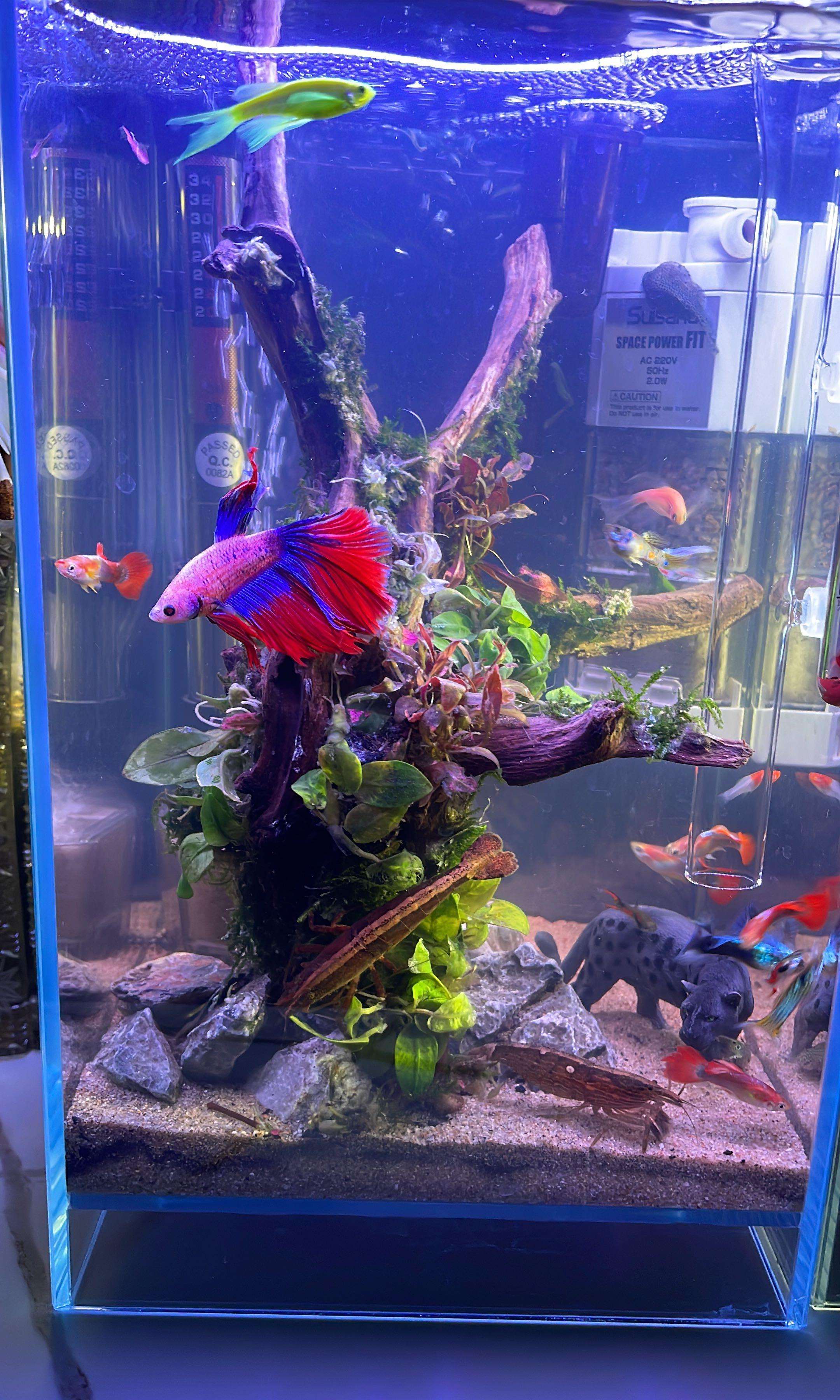 x高身魚缸連ada沉木做景 連背光板 底沙 青龍石 外掛過濾器 寵物用品 寵物家品及其他 Carousell