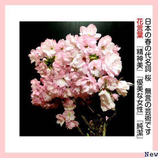 23 11截單 預訂新年花 日本八重櫻 有60粒以上花蕾 傢俬 家居 園藝 植物及種子 Carousell