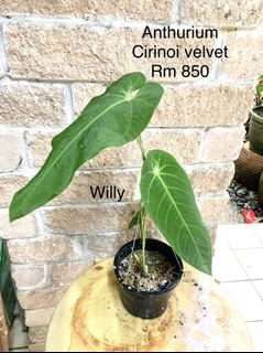 (Category: ) located in . Submitted by exoticplant3218 (Listing ID 1127057155, Image 1). Description: .