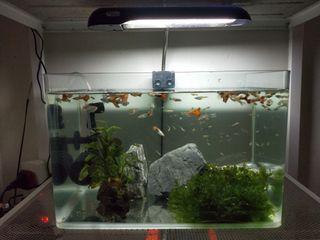 3 Cara Menjaga Kebersihan Air Akuarium Ensiklopedia 2021