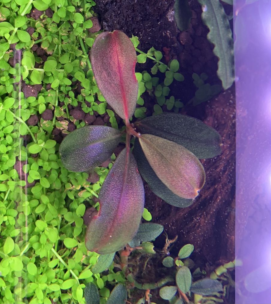 bucephalandra ghost 2015