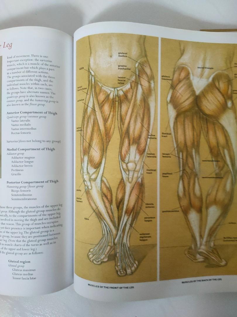 Classic Human Anatomy in Motion: The Artist's Guide to the