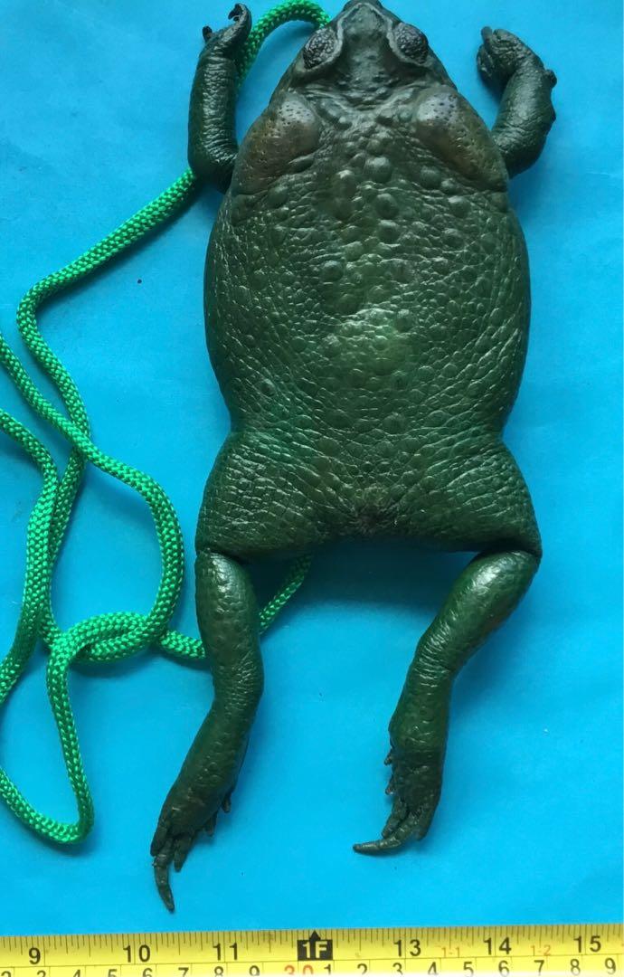 2022 New Sugar Cane Toad Full-Body Purse, Coin Pouch Made from Taxidermy  Cane Toad, Boys and Girls Animal Crossbody Bag Travel Purse Phone Purse  Small Wallet : Amazon.ca: Clothing, Shoes & Accessories