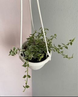 (Category: ) located in . Submitted by miin.plants (Listing ID 1126955600, Image 1). Description: .
