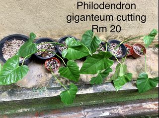 (Category: ) located in . Submitted by exoticplant3218 (Listing ID 1127055538, Image 1). Description: .