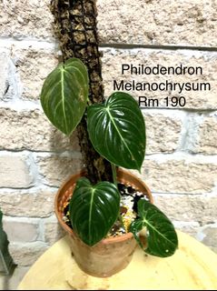 (Category: ) located in . Submitted by exoticplant3218 (Listing ID 1127052463, Image 1). Description: .