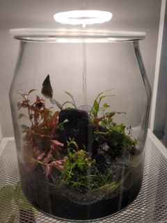 (Category: ) located in . Submitted by wkwango (Listing ID 1127055061, Image 1). Description: .