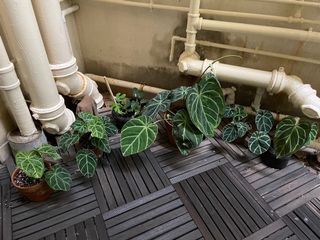 （分類：）位於 。 由 torplants 提交（商品編號 1127138295，圖片 1）。簡介： 。