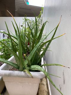 (Category: ) located in . Submitted by lets_rehome (Listing ID 1127158667, Image 1). Description: .