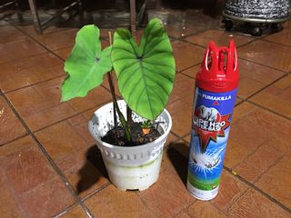 (Category: ) located in . Submitted by rb_ento (Listing ID 1127296992, Image 1). Description: .