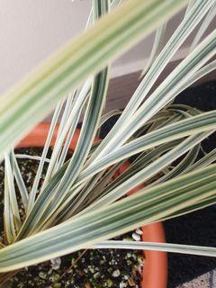 (free with purchase) variegated mondo grass