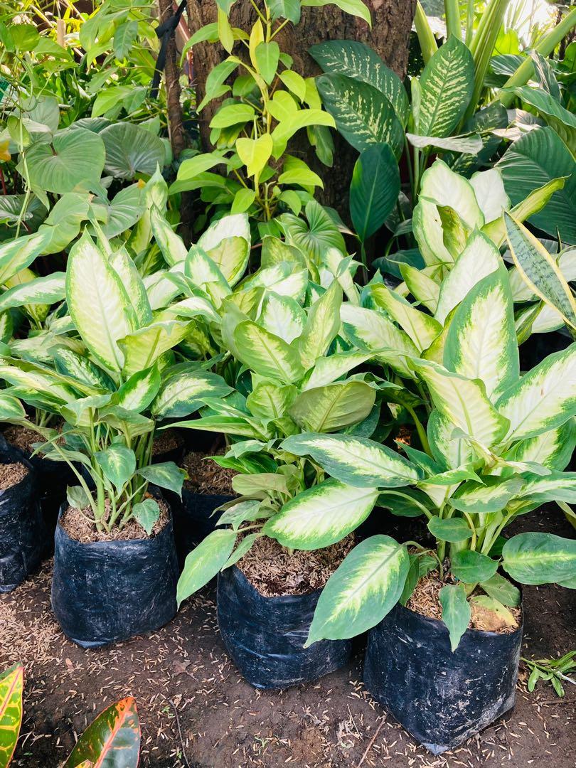 Mary ann plants (Category: Plants & Seeds) located in Paranaque City. Submitted by plants_sale (Listing ID 1127141731, Image 2). Description: Good morning Good afternoon Good evening sir/maam please support my online business❤ Address: Moonwalk C5 paranaque access road Lalamove Delivery Gcash/COD Contact no: 09153634057 Viber: 09153634057 Facebook acc: Princess Coral/venus garden Ig: titay_coral On hand plants❗️❗️ .