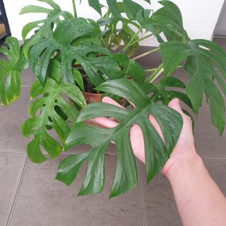 (Category: ) located in . Submitted by the.leafing.room (Listing ID 1127191636, Image 1). Description: .