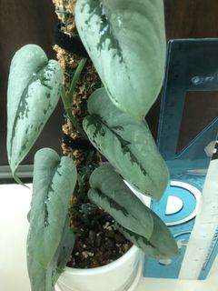(Category: ) located in . Submitted by plant.etc (Listing ID 1127226964, Image 1). Description: .