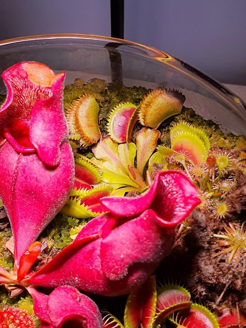 Venus fly traps & etc, Furniture & Home Living, Gardening, Plants