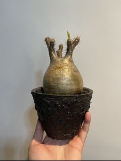 （分類：）位於 。 由 isaacckw 提交（商品編號 1125692114，圖片 1）。簡介： 。