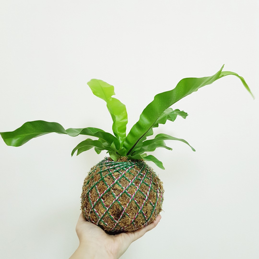 Bird's Nest Fern Kokedama, Furniture & Home Living, Gardening, Plants & Seeds on Carousell